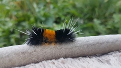 Lophocampa maculata
