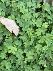 Oxalis pes-caprae