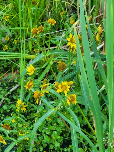 Nodding beggartick (Bidens cernua)