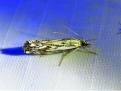 Catoptria falsella