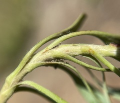 Petrophytum cinerascens