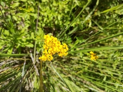 Tagetes lucida
