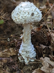 Amanita cokeri