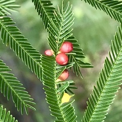 Austroacacidiplosis botrycephalae