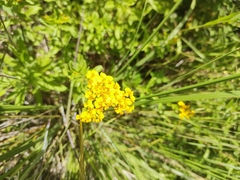 Tagetes lucida