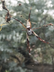 Trichonephila edulis