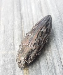 Chalcophora hondurasica