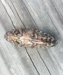 Chalcophora hondurasica