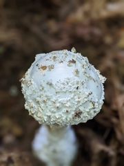 Amanita cokeri