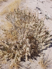 Atriplex confertifolia