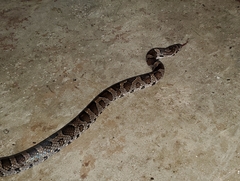 Lampropeltis triangulum
