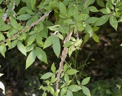 Ulmus alata