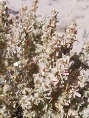 Atriplex confertifolia