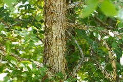 Ulmus alata