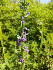 Lobelia fenestralis