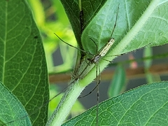 Tetragnatha extensa