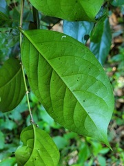 Glochidion rubrum