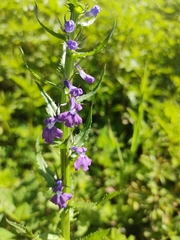 Lobelia fenestralis