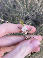 Hypocalymma angustifolium