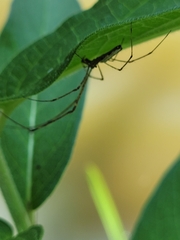 Tetragnatha extensa