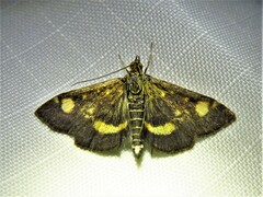 Pyrausta aurata