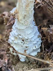 Amanita cokeri
