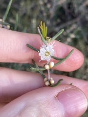 Hypocalymma angustifolium