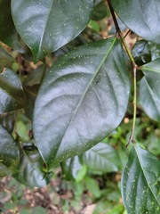 Glochidion rubrum