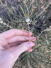 Hypocalymma angustifolium