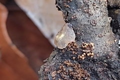 Myxarium nucleatum