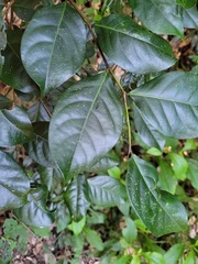 Glochidion rubrum