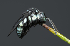 Thyreus nitidulus nitidulus