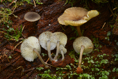 Hydropus marginellus