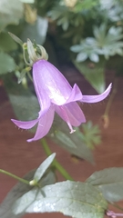 Campanula rapunculoides