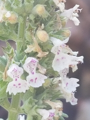 Nepeta cataria