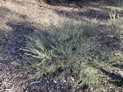 Hypocalymma angustifolium