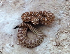 Crotalus viridis