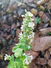 Nepeta cataria