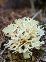 Sparassis spathulata