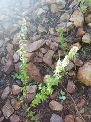 Nepeta cataria