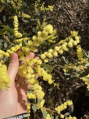 Acacia celastrifolia