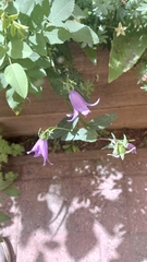 Campanula rapunculoides