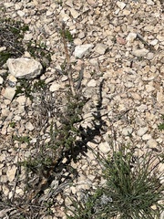Cylindropuntia leptocaulis