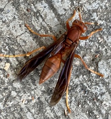 Polistes canadensis