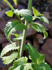 Nepeta cataria