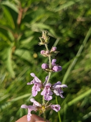 Stachys hispida