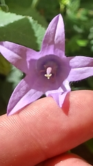 Campanula rapunculoides