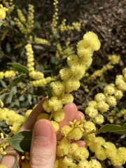 Acacia celastrifolia