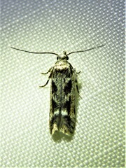 Caryocolum fischerella