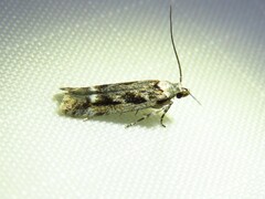 Caryocolum fischerella